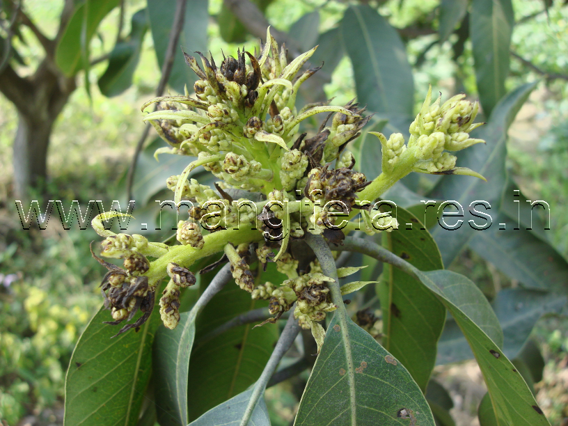 Blossom blight